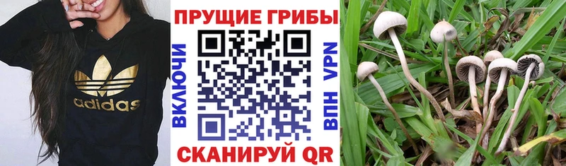 Псилоцибиновые грибы ЛСД  Калтан 
